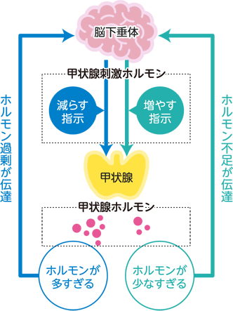 甲状腺ホルモン分泌を調整するメカニズム